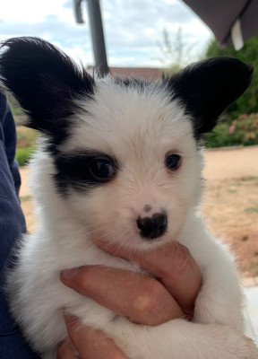 Les chiots de Epagneul nain Continental (Papillon)