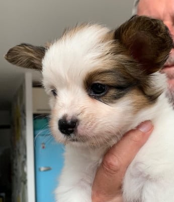 Les chiots de Epagneul nain Continental (Papillon)