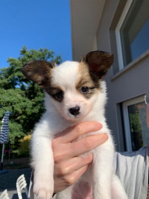 Les chiots de Epagneul nain Continental (Papillon)