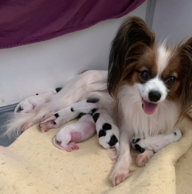 Epagneul nain Continental (Papillon) - De L'Esprit Du Lion D'or