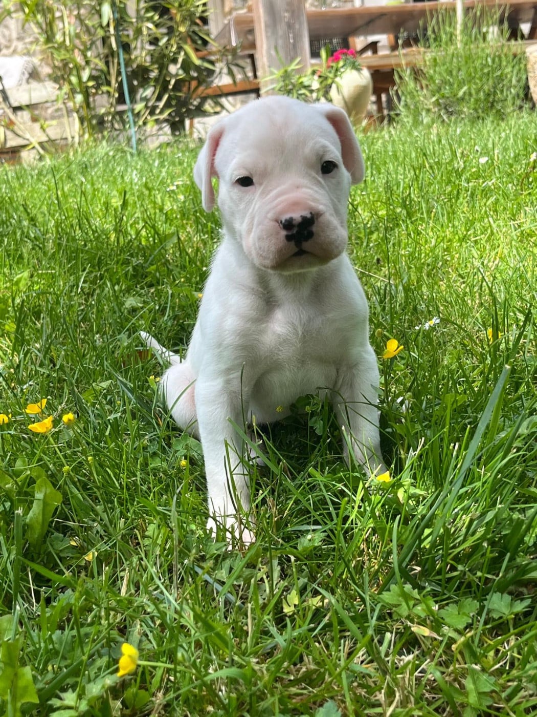Dogo Argentino - Tabajara Del Pampa