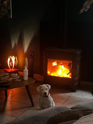 Les chiots de Dogo Argentino