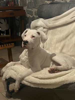 Les chiots de Dogo Argentino