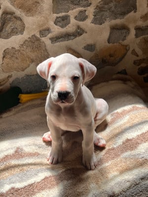 Les chiots de Dogo Argentino