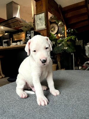 Les chiots de Dogo Argentino
