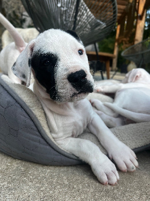 Les chiots de Dogo Argentino