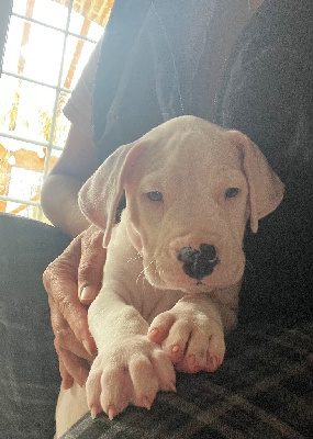 Les chiots de Dogo Argentino