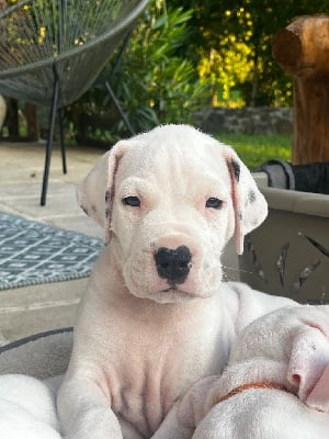 Les chiots de Dogo Argentino