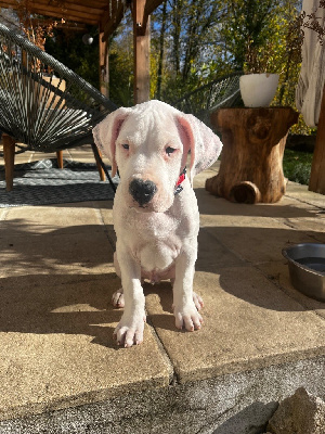 Les chiots de Dogo Argentino