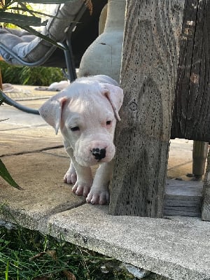 Les chiots de Dogo Argentino