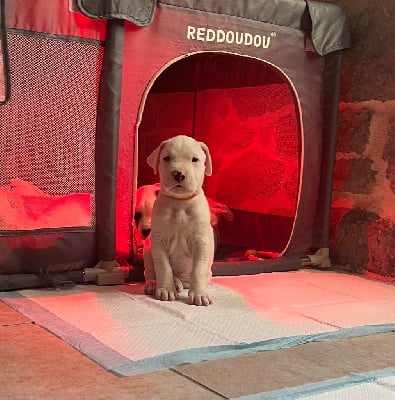 Les chiots de Dogo Argentino