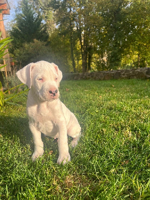 Les chiots de Dogo Argentino