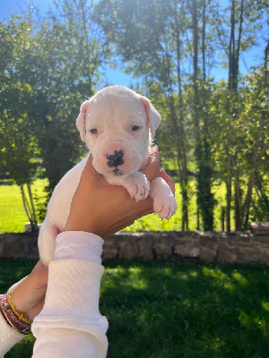 Les chiots de Dogo Argentino