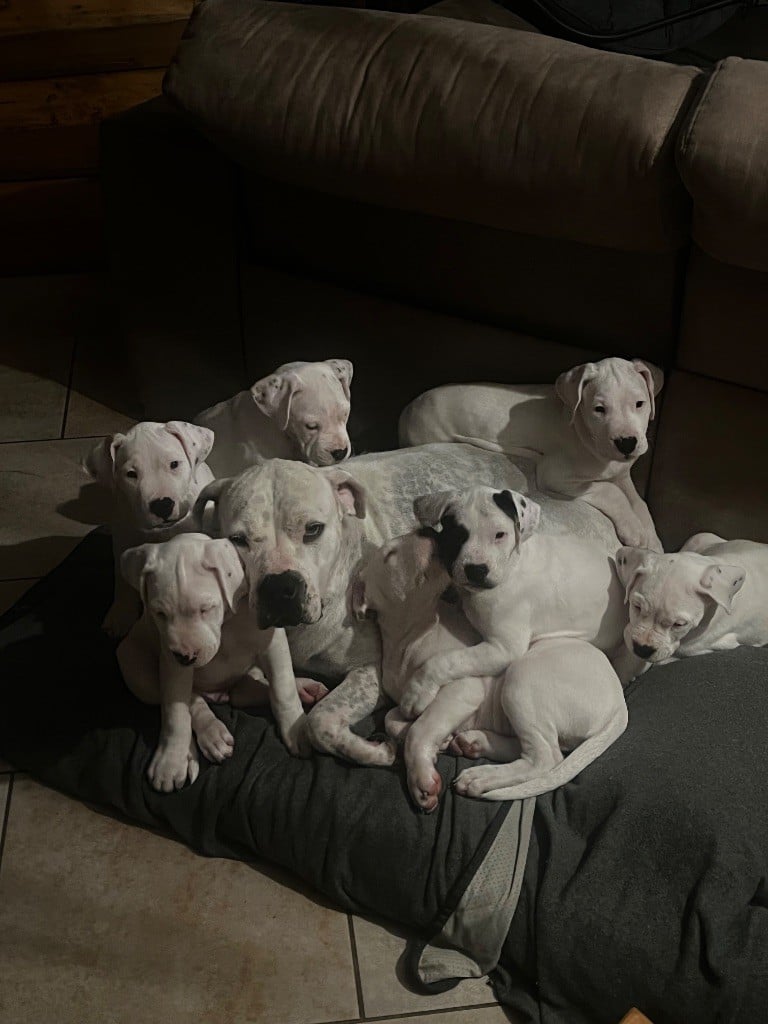 Dogo Argentino - Tabajara Del Pampa