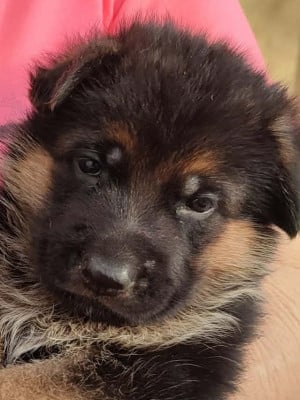 Berger Allemand