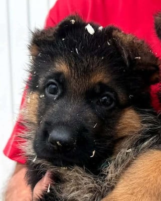 Les chiots de Berger Allemand