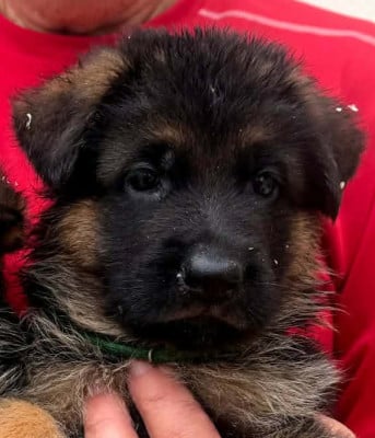 Les chiots de Berger Allemand