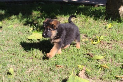 Les chiots de Berger Allemand