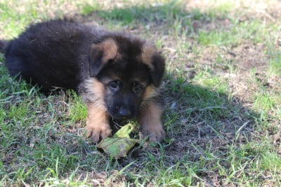 Les chiots de Berger Allemand