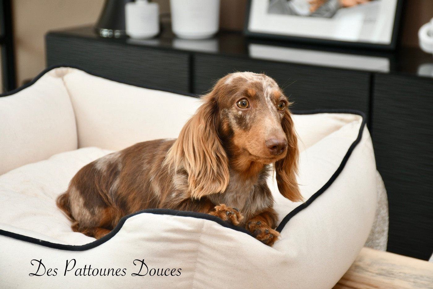 Publication : Des Pattounes Douces