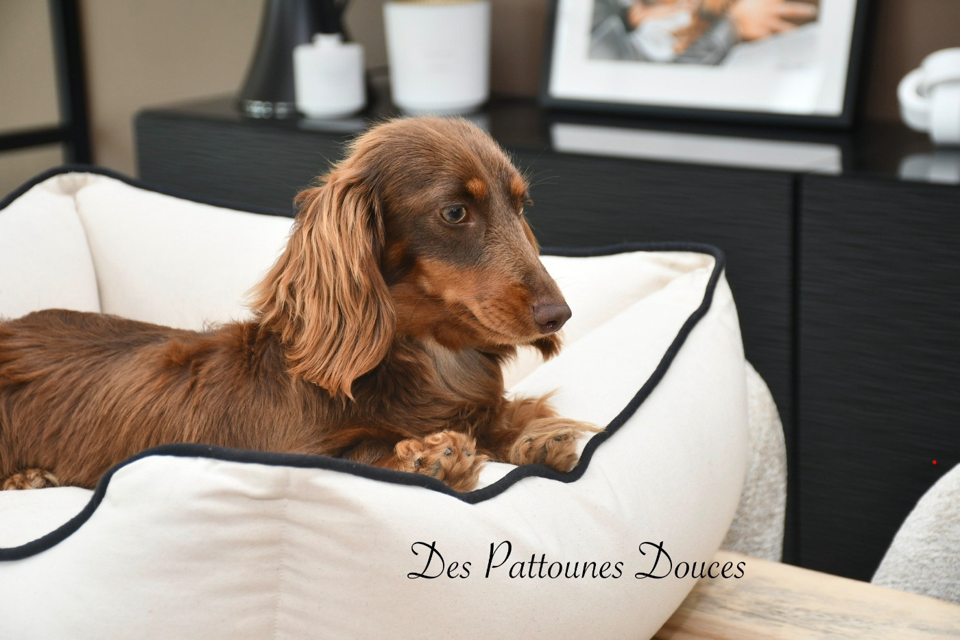 Publication : Des Pattounes Douces
