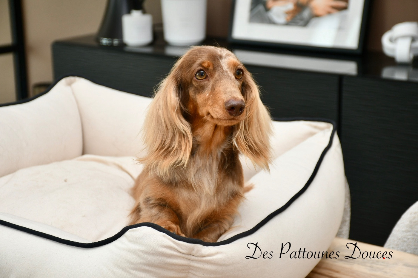 Publication : Des Pattounes Douces
