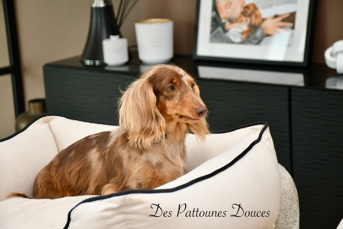 Publication : Des Pattounes Douces