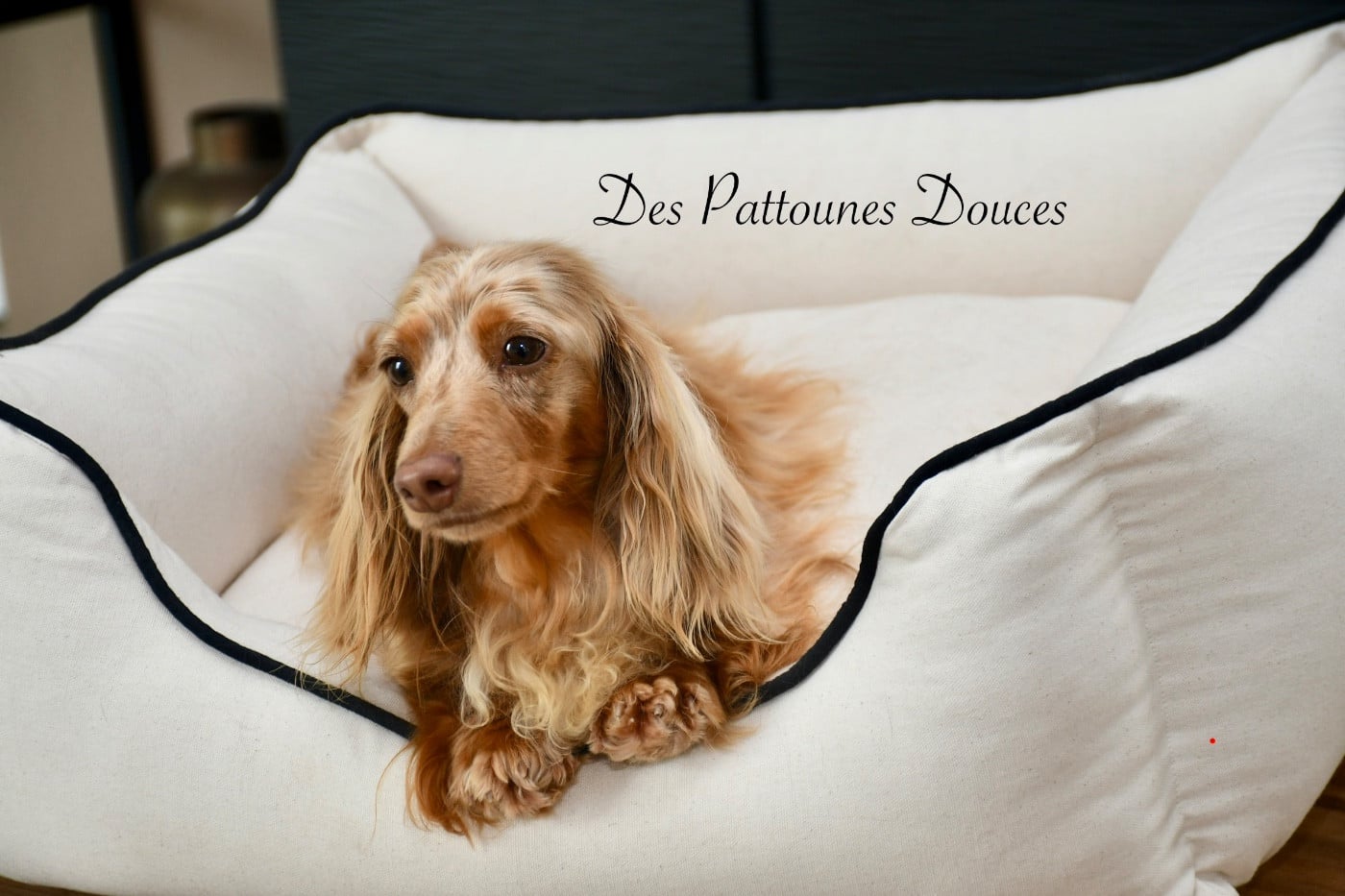 Publication : Des Pattounes Douces