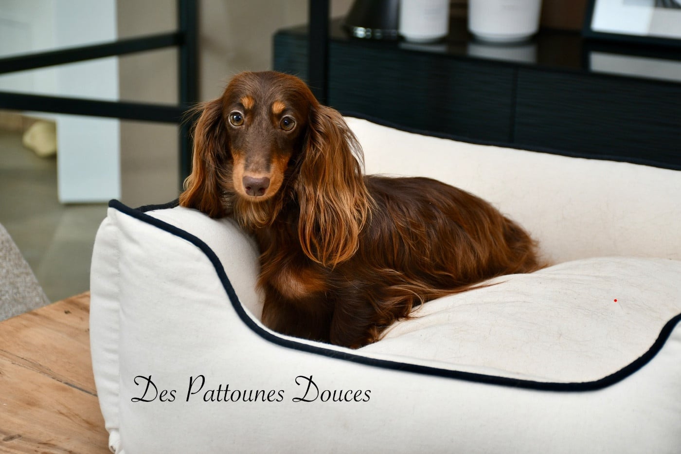 Publication : Des Pattounes Douces