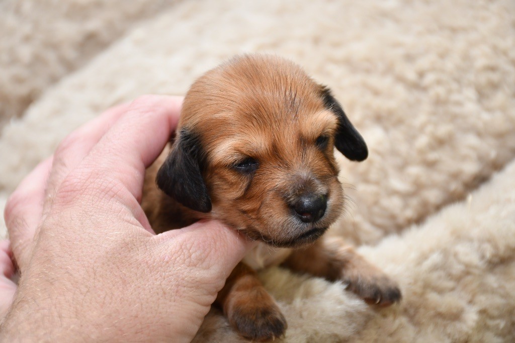 Teckel poil long - Des Pattounes Douces