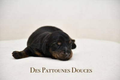 Les chiots de Teckel poil long