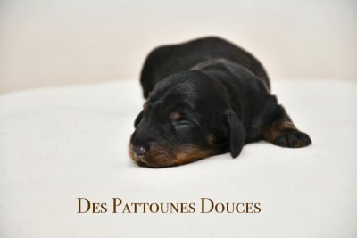 Les chiots de Teckel poil long