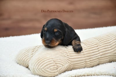 Les chiots de Teckel poil long