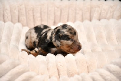 Les chiots de Teckel poil long