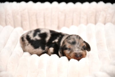 Les chiots de Teckel poil long