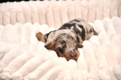 Les chiots de Teckel poil long