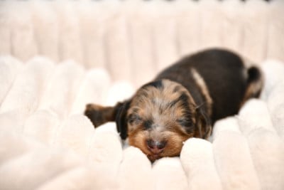 Les chiots de Teckel poil long