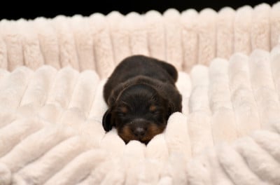 Les chiots de Teckel poil long