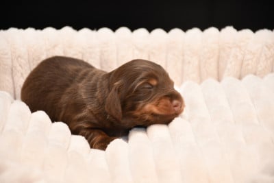 Les chiots de Teckel poil long