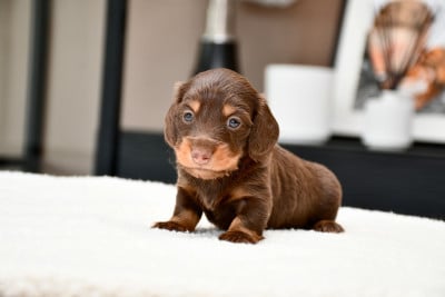 Les chiots de Teckel poil long
