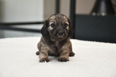 Les chiots de Teckel poil long