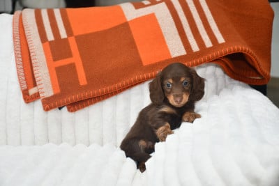 Les chiots de Teckel poil long