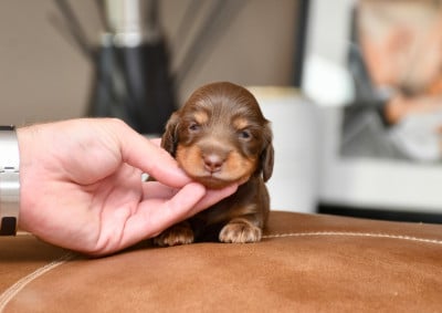 Les chiots de Teckel poil long