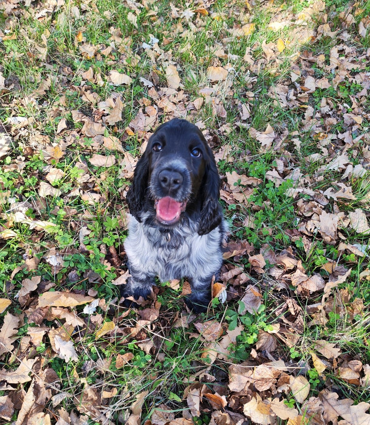 Absolutely irresistible De Quattro Castella