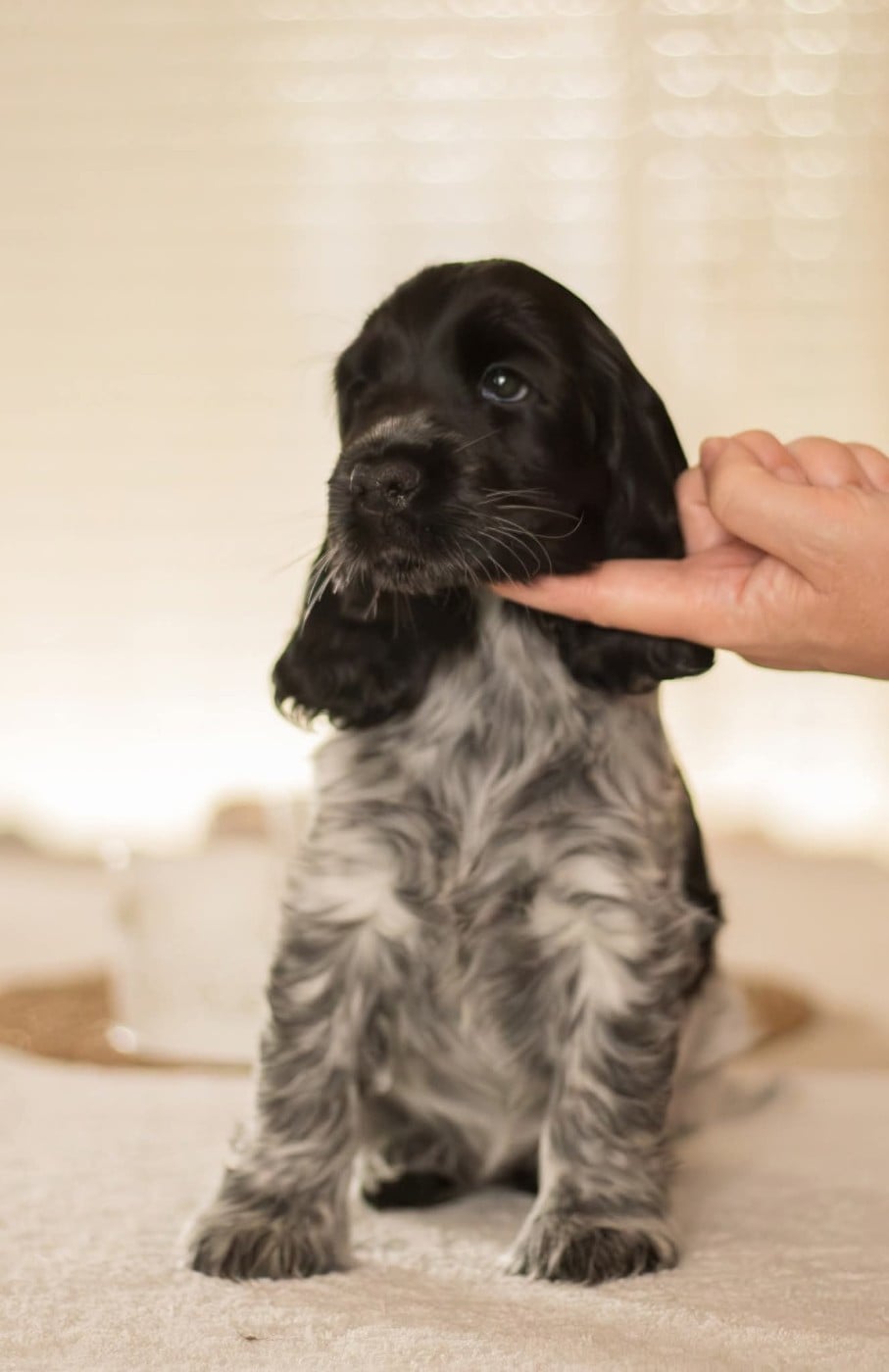 Absolutely irresistible De Quattro Castella