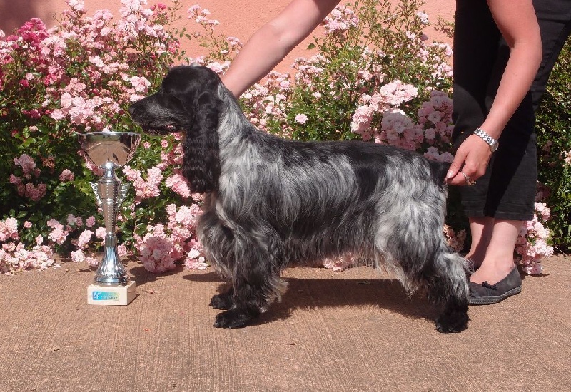 Féria (Sans Affixe) - 1ère excellente en classe ouverte + CACS