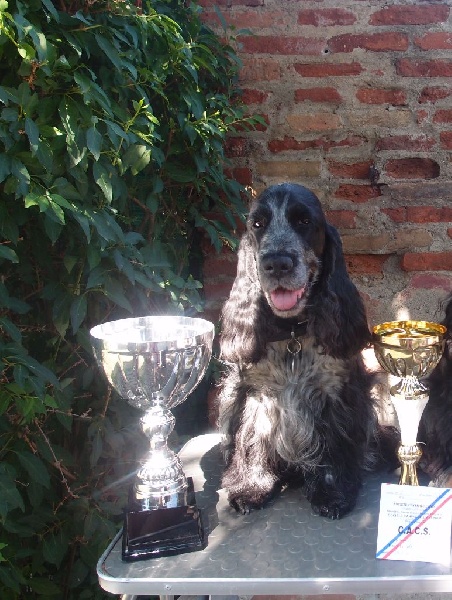 Féria (Sans Affixe) - 1ère excellente en classe ouverte + CACS + Meilleure femelle