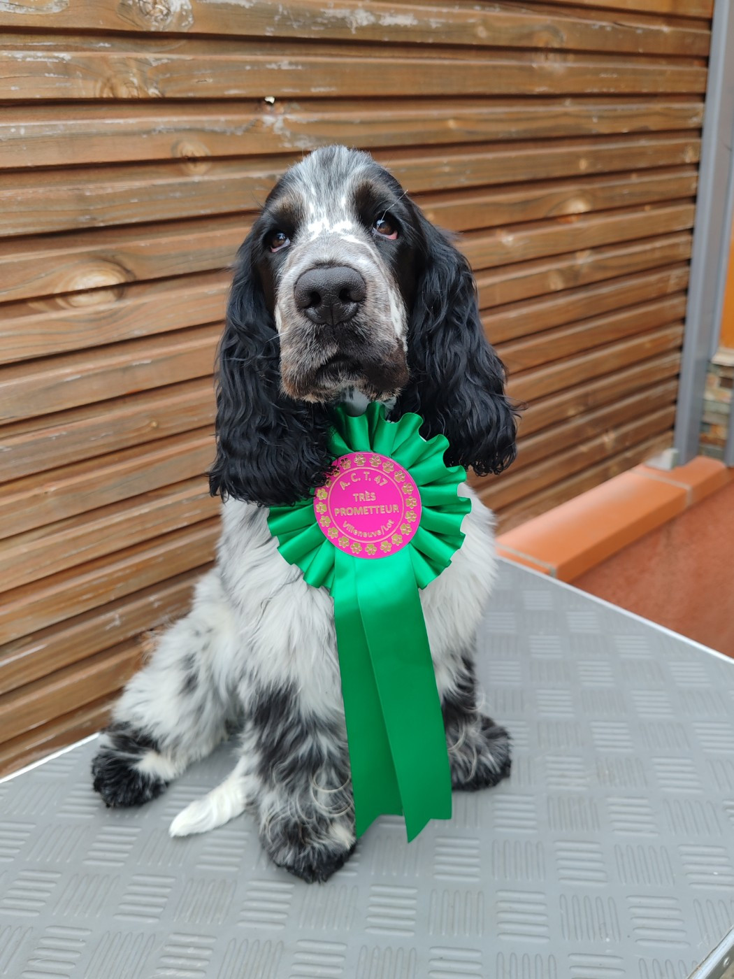 Venezia De La Lembaz - 2eme très prometteur en classe puppy