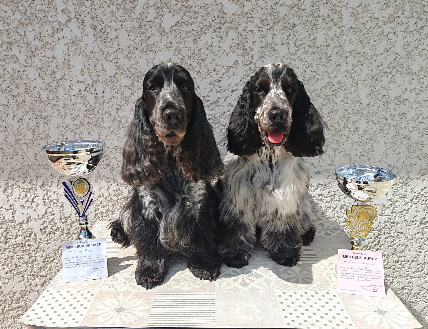 Venezia De La Lembaz - 1ère Très prometteur en classe puppy - Meilleur Puppy