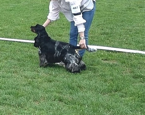 Scandal De La Lembaz - 1er excellent en classe ouverte et CACS